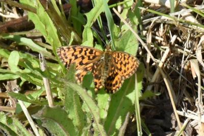 <i>Boloria dia</i>