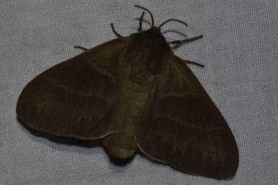 <i>Macrothylacia rubi</i>