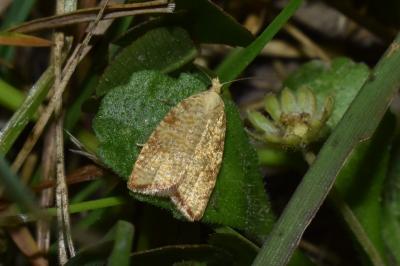 <i>Aleimma loeflingiana</i>