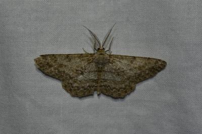 <i>Hypomecis punctinalis</i>