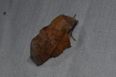 <i>Phyllodesma tremulifolia</i>