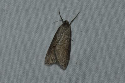 <i>Pachycnemia hippocastanaria</i>