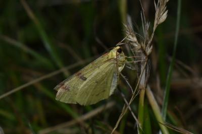 <i>Opisthograptis luteolata</i>