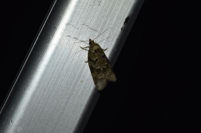 <i>Cnephasia</i>