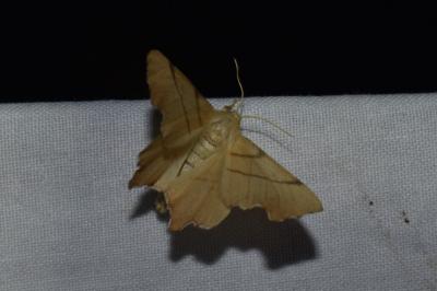 <i>Ennomos erosaria</i>