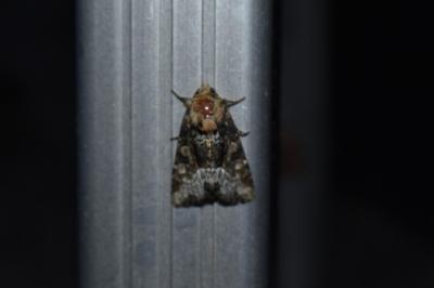 <i>Oligia</i>