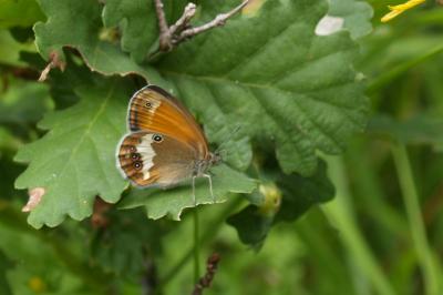 <i>Coenonympha arcania</i>
