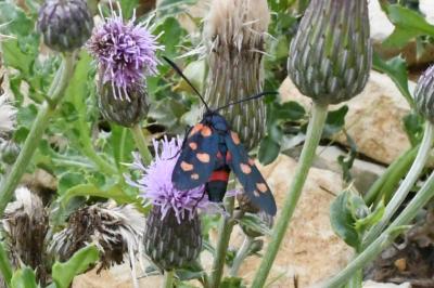 <i>Zygaena ephialtes</i>