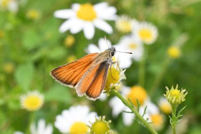 <i>Thymelicus sylvestris</i>
