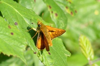 <i>Ochlodes sylvanus</i>