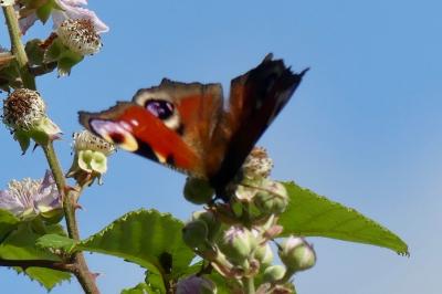<i>Aglais io</i>