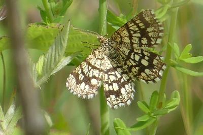 <i>Chiasmia clathrata</i>