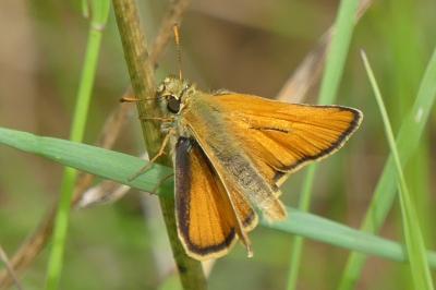 <i>Thymelicus sylvestris</i>