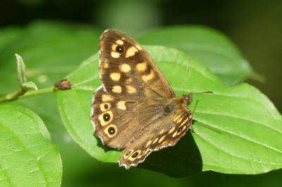 <i>Pararge aegeria</i>
