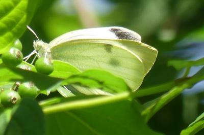 <i>Pieris brassicae</i>