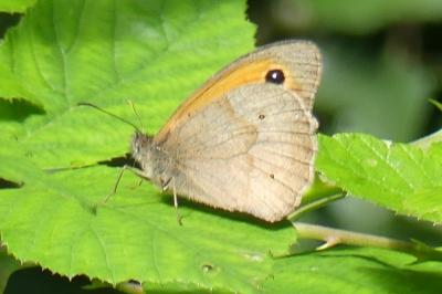<i>Maniola jurtina</i>