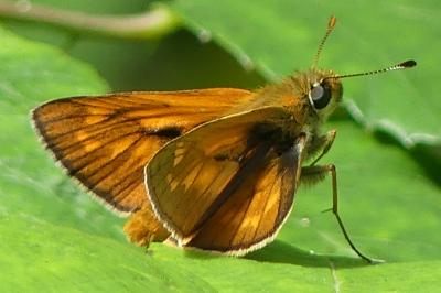 <i>Ochlodes sylvanus</i>