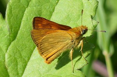 <i>Ochlodes sylvanus</i>