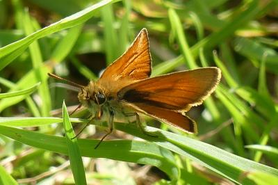 <i>Thymelicus sylvestris</i>
