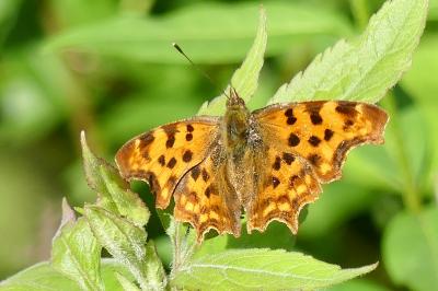 <i>Polygonia c-album</i>