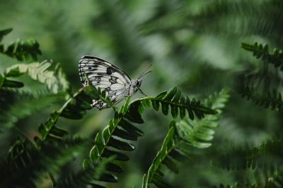<i>Melanargia galathea</i>