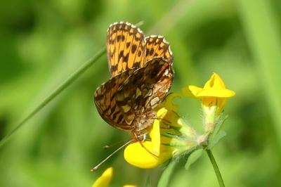 <i>Boloria dia</i>