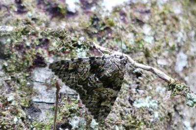 <i>Catocala promissa</i>