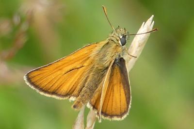<i>Thymelicus sylvestris</i>