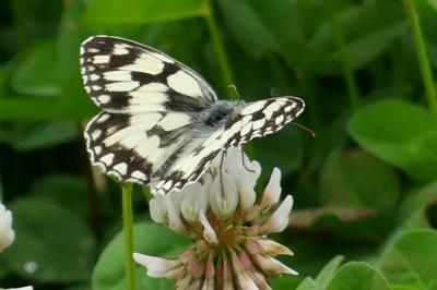 <i>Melanargia galathea</i>