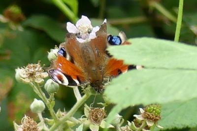 <i>Aglais io</i>