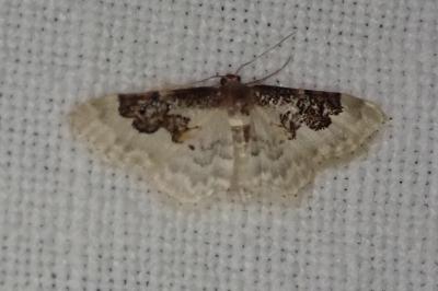 <i>Idaea rusticata</i>