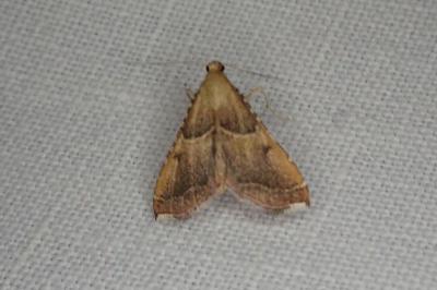 <i>Endotricha flammealis</i>
