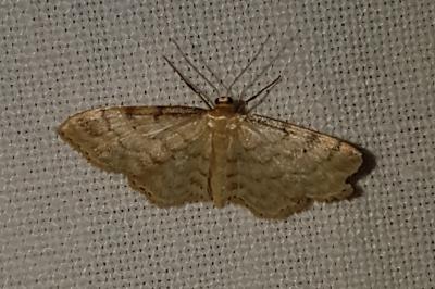 <i>Idaea fuscovenosa</i>