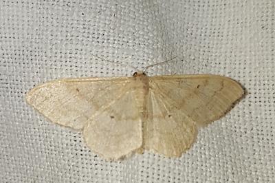 <i>Idaea straminata</i>