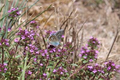 <i>Polyommatus icarus</i>