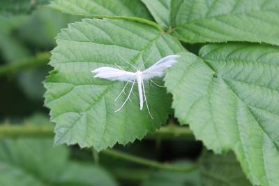 <i>Pterophorus pentadactylus</i>
