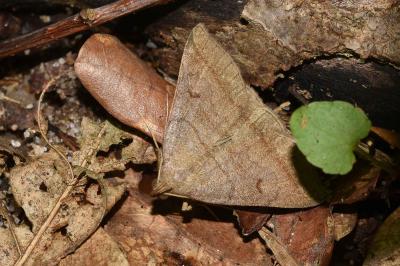 <i>Zanclognatha lunalis</i>