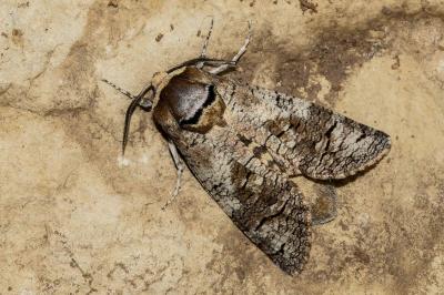 <i>Cossus cossus</i>