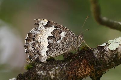 <i>Brintesia circe</i>