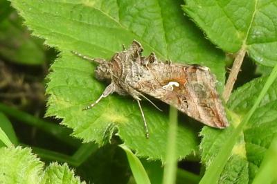 <i>Autographa gamma</i>