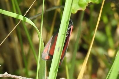 <i>Tyria jacobaeae</i>