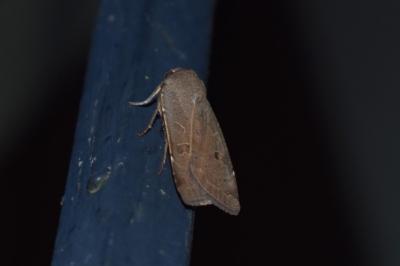 <i>Noctua comes</i>