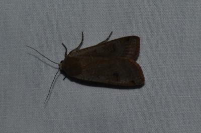 <i>Noctua pronuba</i>