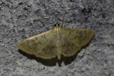 <i>Patania ruralis</i>