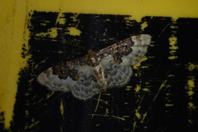 <i>Idaea rusticata</i>