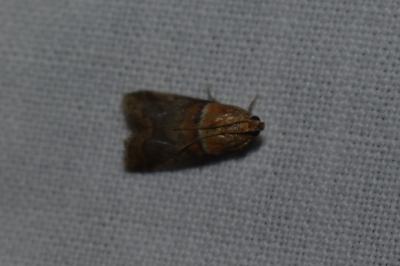 <i>Acrobasis repandana</i>