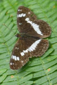 <i>Limenitis camilla</i>
