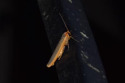 <i>Manulea complana</i>