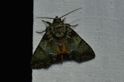 <i>Polyphaenis sericata</i>