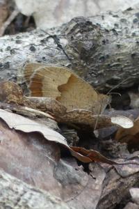 <i>Maniola jurtina</i>
